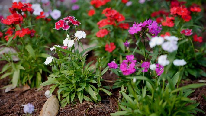 Get It Growing: Grow an edible, winter landscape